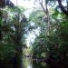 One Wild Thing Tortuguero Rainforest