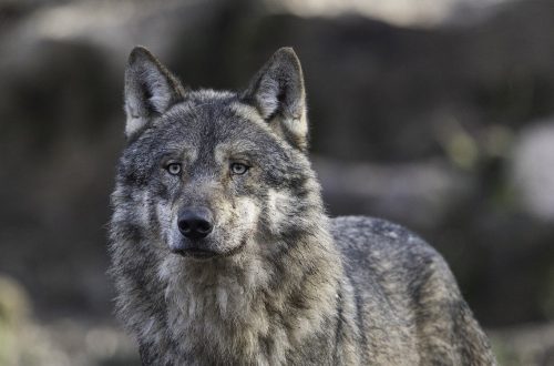 Close up of a gray wolf- essential in rewilding Yellowstone National Park