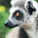 One Wild Thing Exotic Animal Lemur