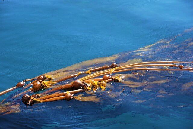 One Wild Thing Kelp
