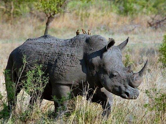One Wild Thing Wildlife Trade Rhino