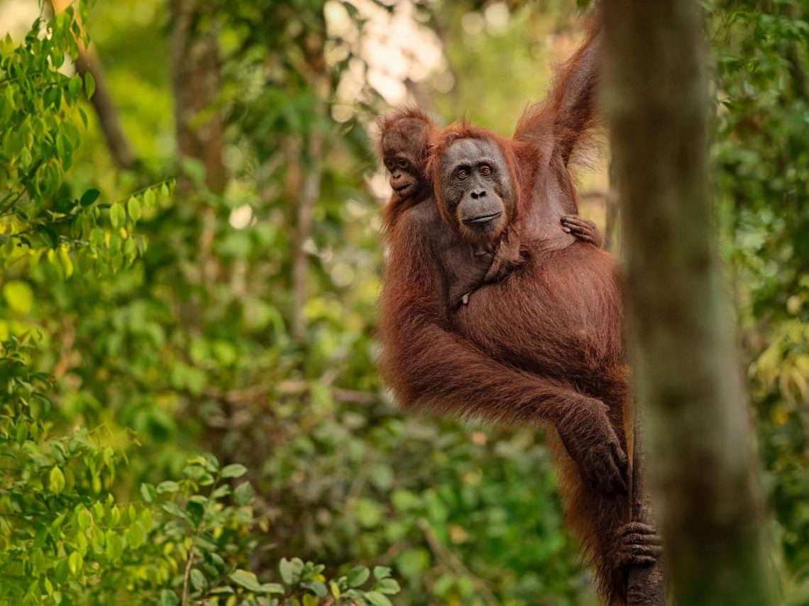 Orangutan with baby in tree