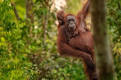 Orangutan with baby in tree