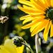 Bee polinates flower- an example of why Britain needs nature