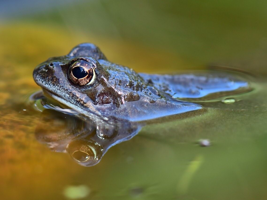 Common Frog in profile