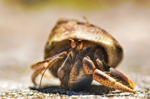 Hermit crab- a possible subject of a citizen science project