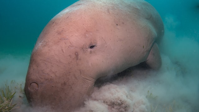 Manatees would suffer from loss of seagrass because they depend on it for food. This manatee is eating the seagrass.