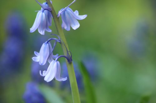 Spanish bluebells are an example of an invasive species