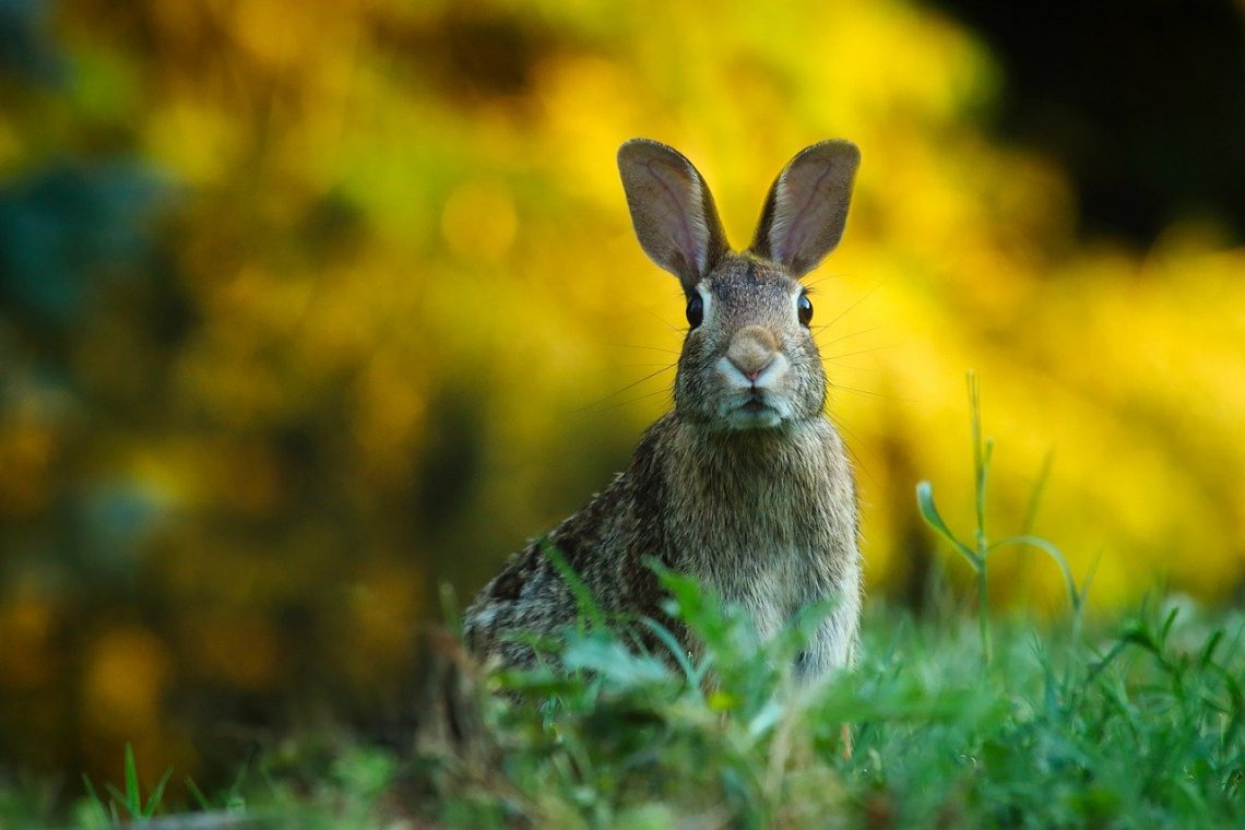 Rabbits invasive species