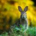Rabbits invasive species