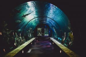 aquarium with shark bridge