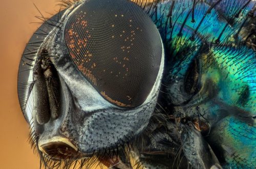 Human Disconnection with nature- close up fly