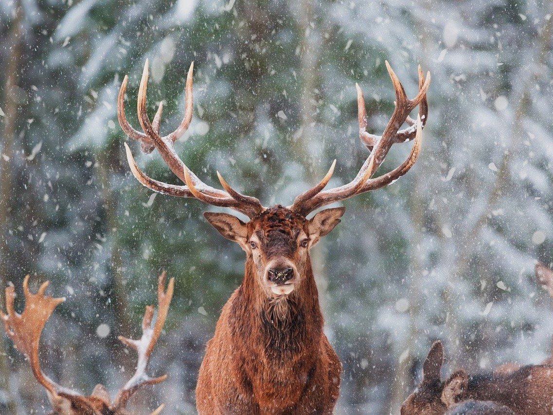 reindeer- Wildlife at Christmas