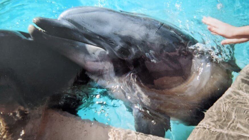 Whales and dolphins in captivity- dolphin