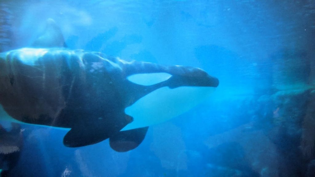 Whales and dolphins in captivity- orca