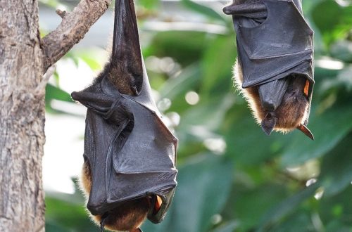 Bats were at the heart of wildlife conservation issues in 2020