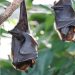 Bats were at the heart of wildlife conservation issues in 2020