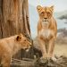 Are safaris ethical? Lions