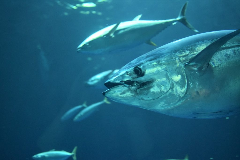 School of tuna- commonly fish on the high seas.