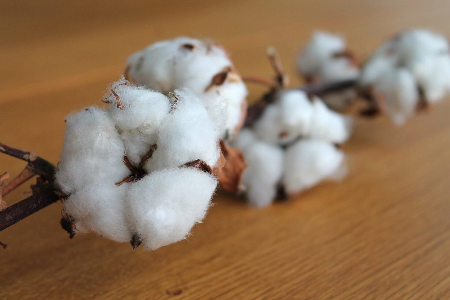 The Environmental Impact of Cotton · One Wild Thing