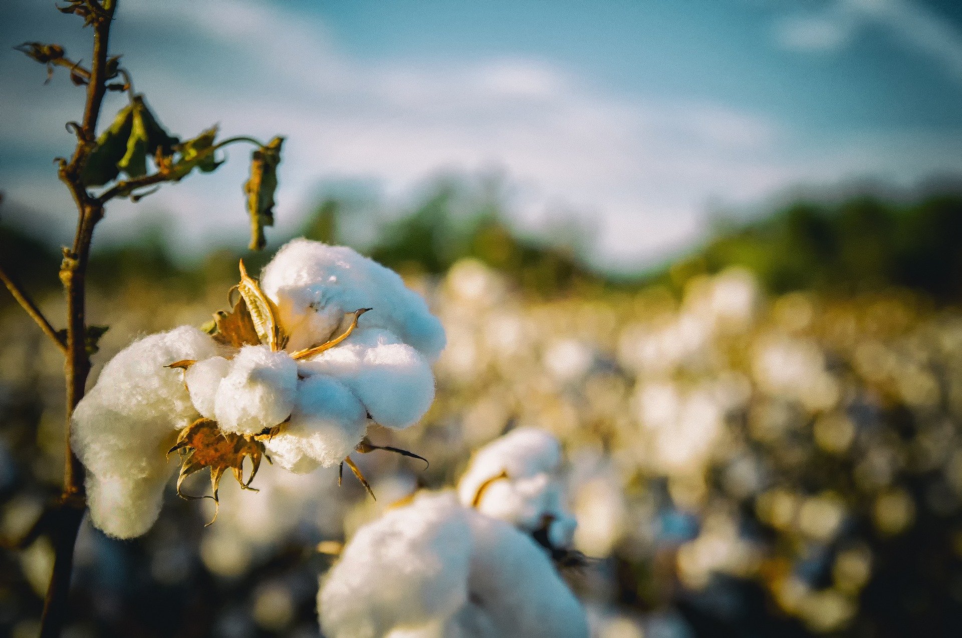 The Environmental Impact of Cotton · One Wild Thing