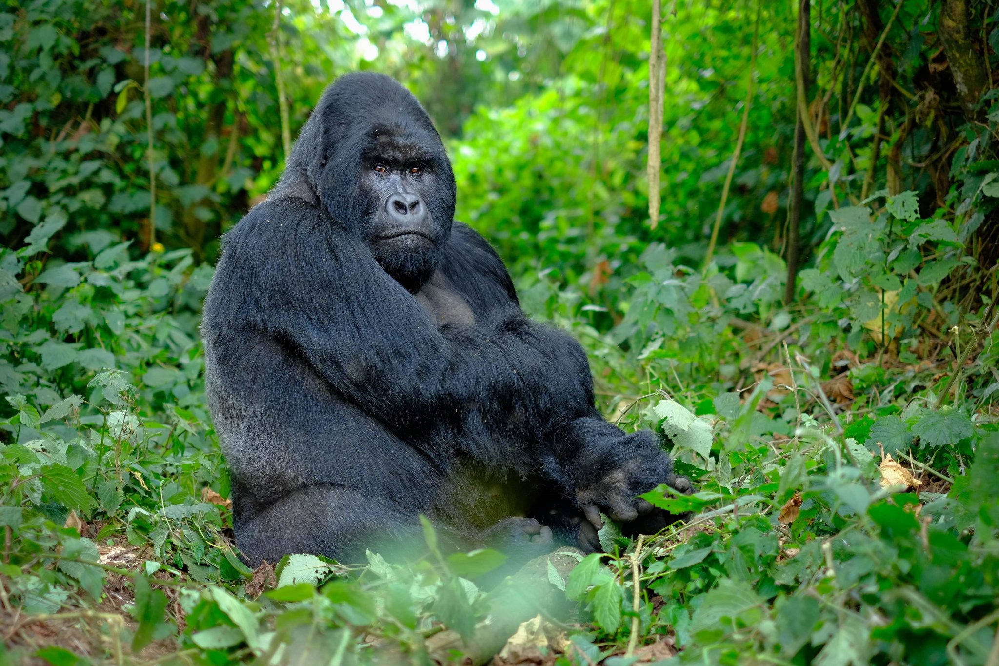 Why are Mountain Gorillas Poached? · One Wild Thing