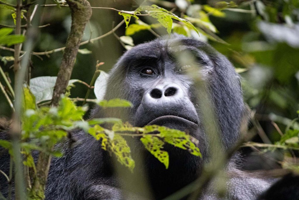 Gorilla Trekking Bwindi Impenetrable Forest