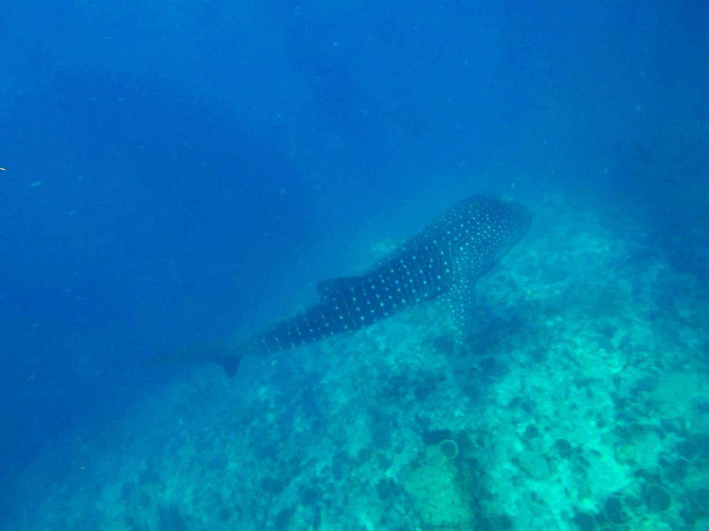 Swim with whale sharks in the Maldives