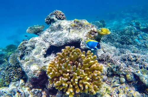 Maldives wildlife- coral and tropical fish