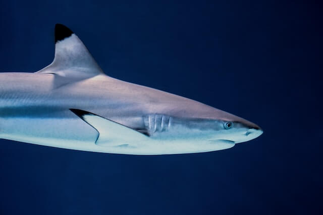 Maldives sharks black tip reef shark