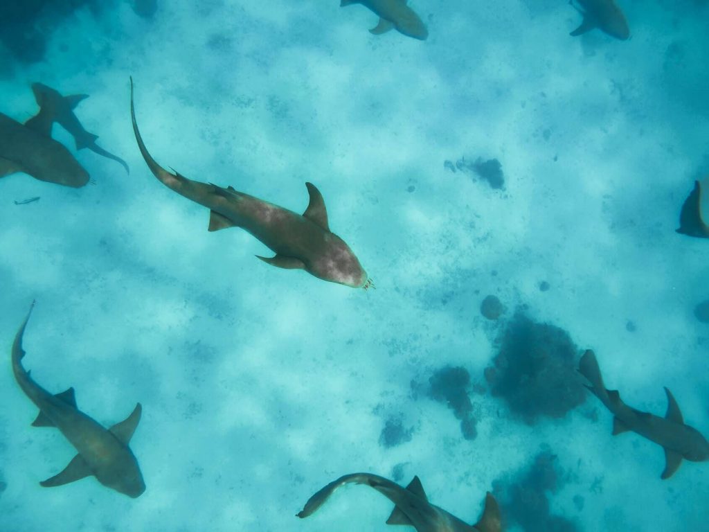 Maldives sharks nurse sharks