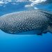 Maldives sharks whale shark