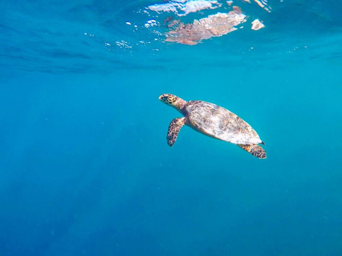 Turtle in blue ocean