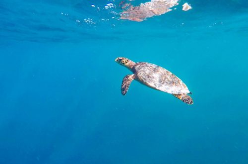 Turtle in blue ocean