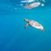 Turtle in blue ocean