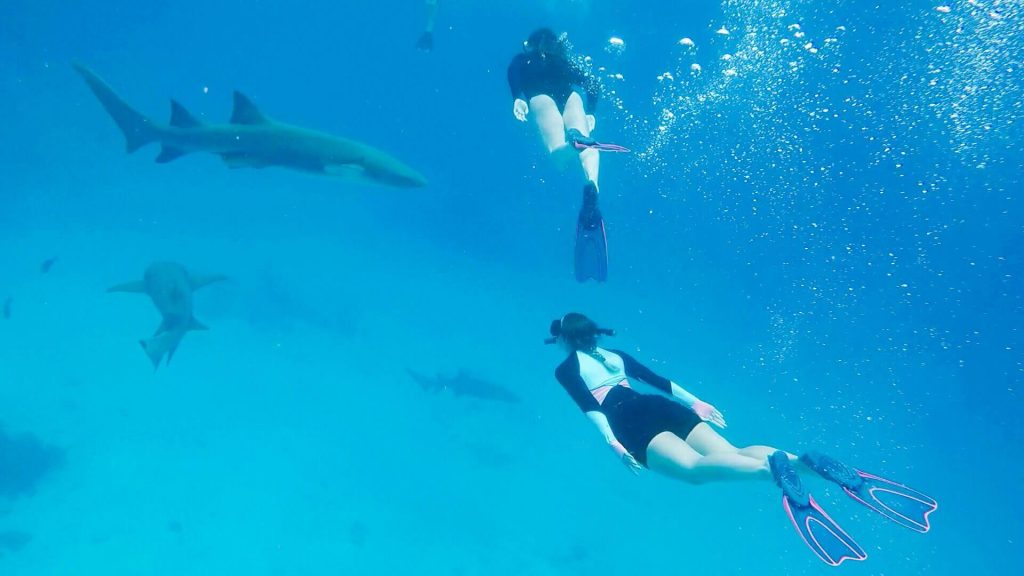 Maldives snorkeling equipment rash vest shorts swimming with sharks