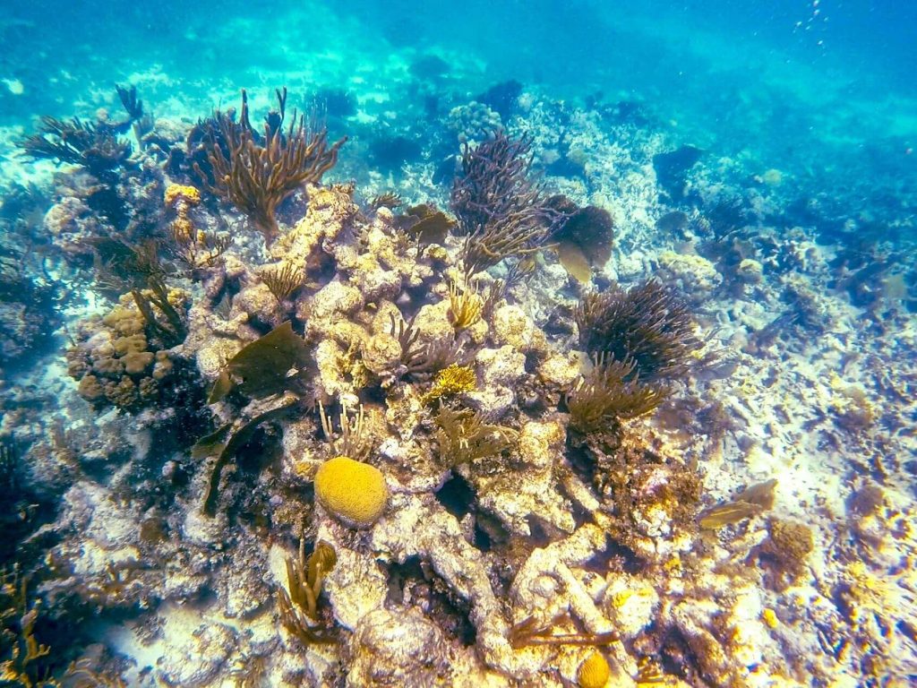 Antigua Reef