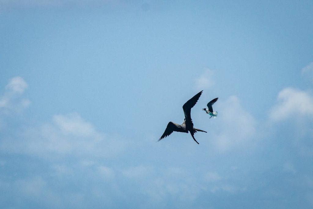Antigua wildlife - Frigate bird chasing small bird in sky