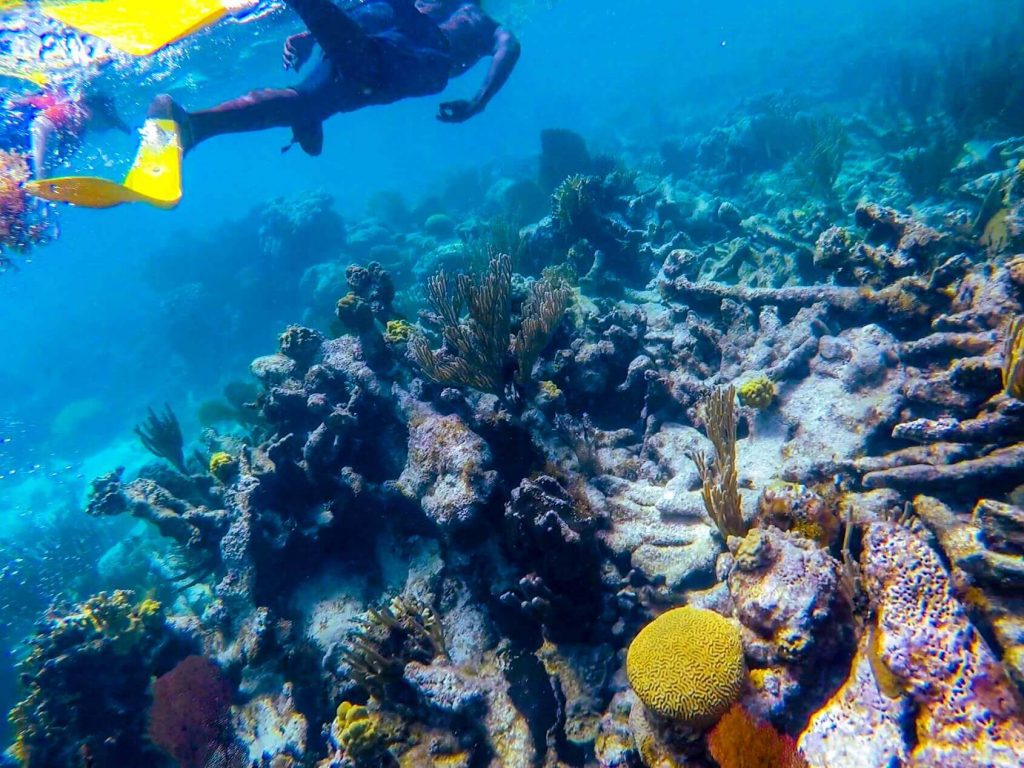 Reef- Antigua