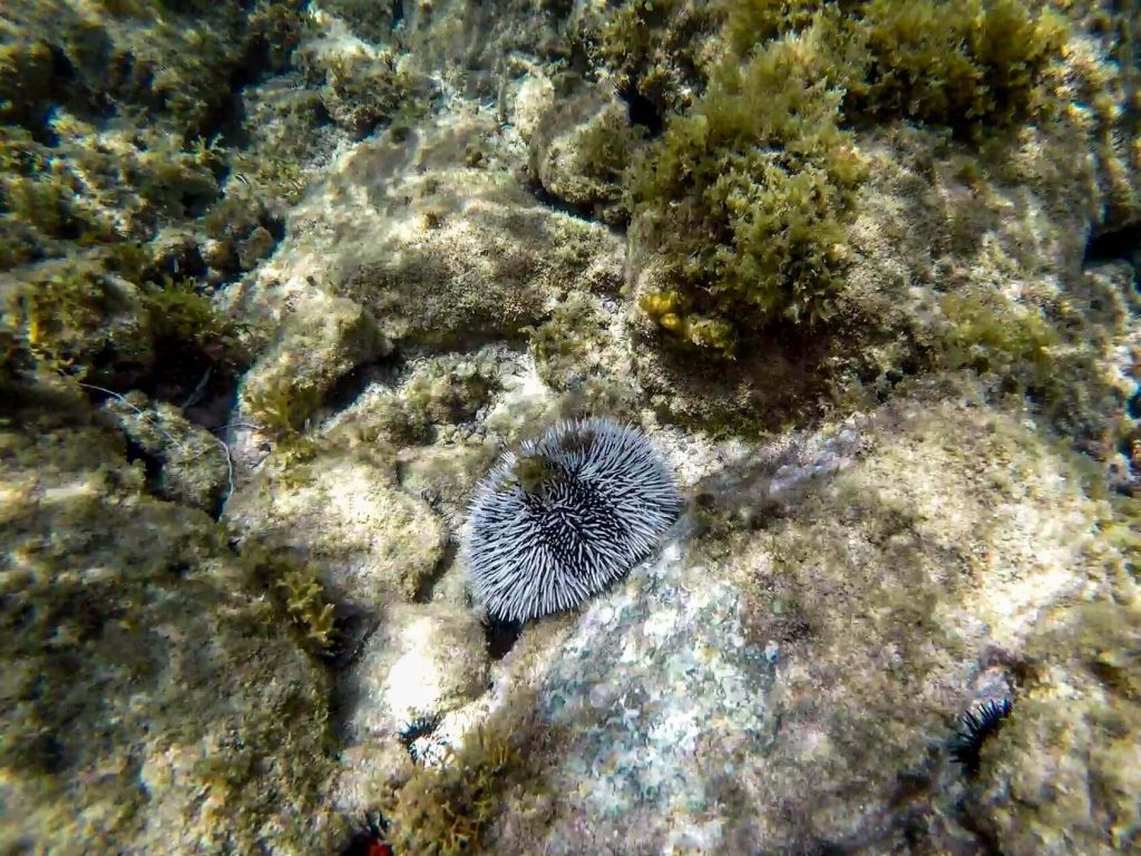 Sea urchin- Antigua