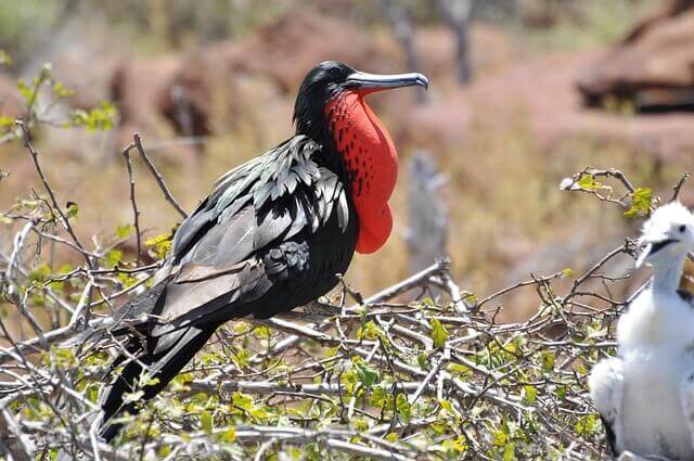 Antigua wildlife - Frigate bird