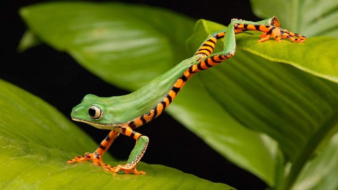 Bright green tree frog with orange and black striped belly on a leaf.