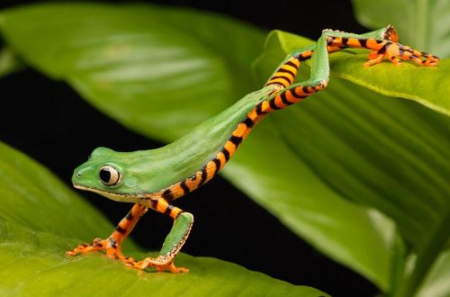 Bright green tree frog with orange and black striped belly on a leaf.