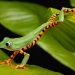 Bright green tree frog with orange and black striped belly on a leaf.