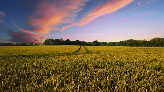 Crops growing on farmland with blue skies and orange evening clouds. Agriculture is essential for our financial futures.