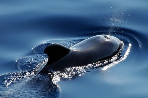 Pilot whale swims on the surface of the water