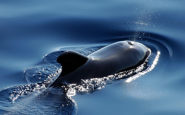 Pilot whale swims on the surface of the water