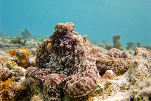Octopus camouflaged on ocean floor (species in Octopus bloom)