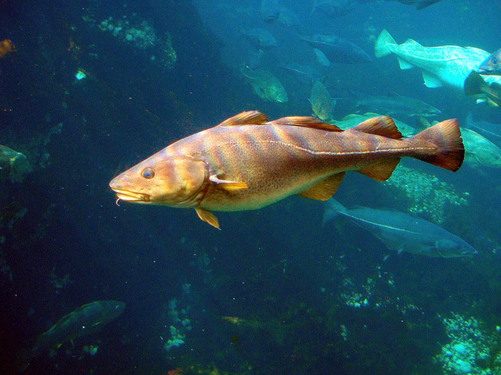 Atlantic cod swimming underwater