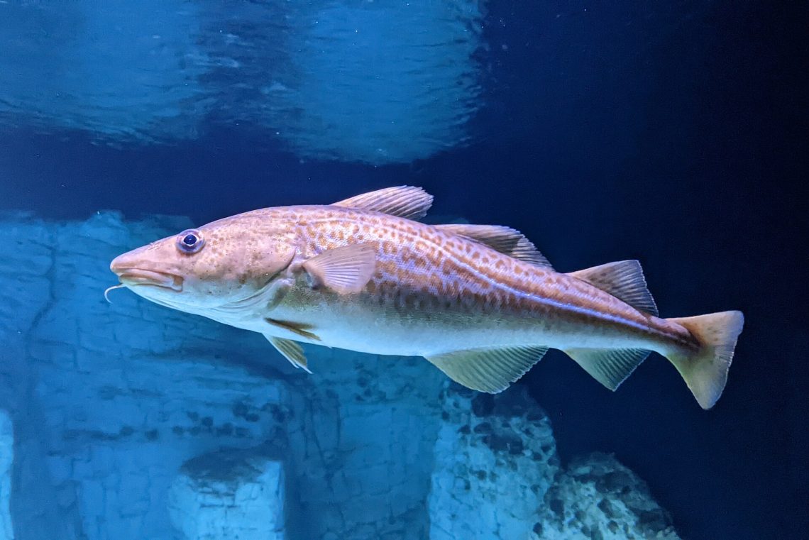 Atlantic cod swimming underwater
